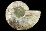 Agatized Ammonite Fossil (Half) - Madagascar #144114-1